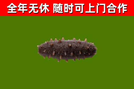 西青回收海参干
